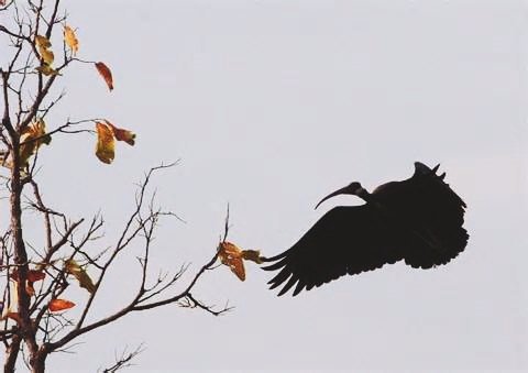 burung Ibis Karau (Pseudibis davisoni) Burung Langkah Yang Terancam Punah di Indonesia.jpg