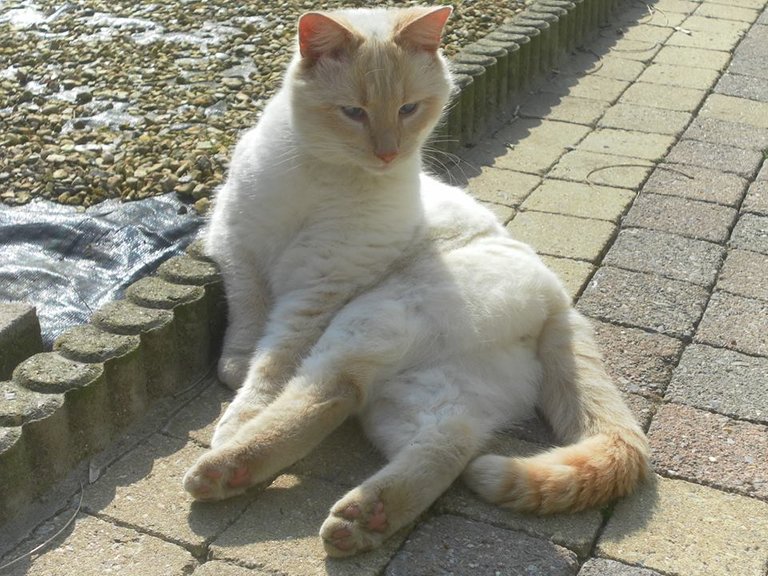 simba poseer.jpg