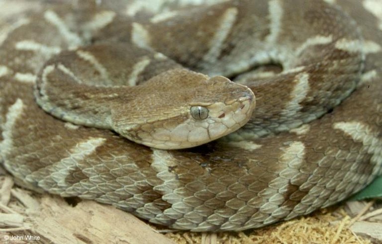 serpiente1.jpg