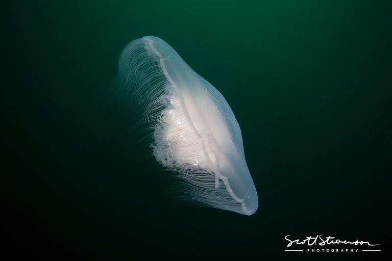 Moon Jellyfish-1.jpg