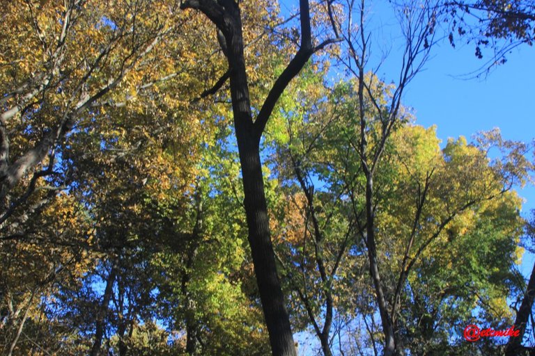 forest trees fall fall-colors fontenelle-forest Fall02054.jpg