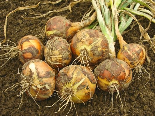 Onion-bulbs1.jpg.cf.jpg