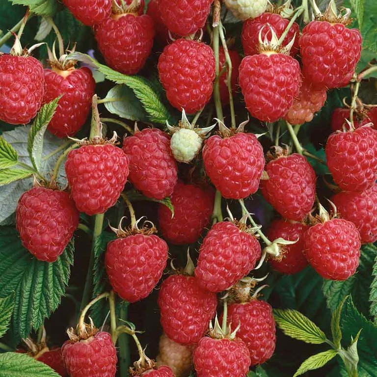 Raspberry (1).jpg