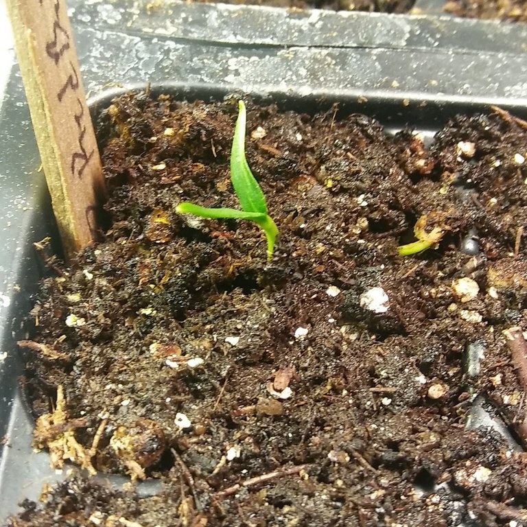 3-11-18 - Bell Pepper Batch #2 Sprouts.jpg