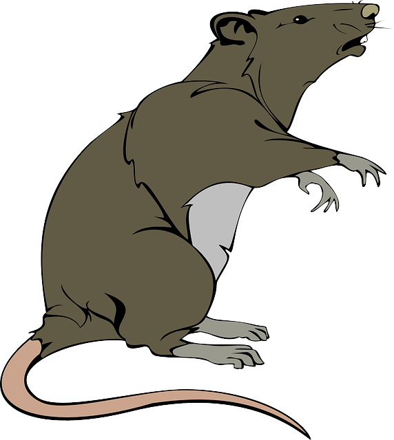 rat-295035_640.png