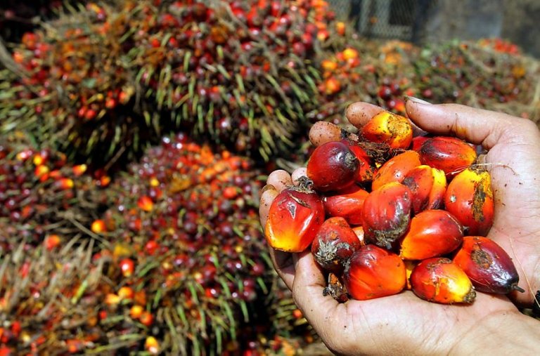 Palm-fruit.jpg