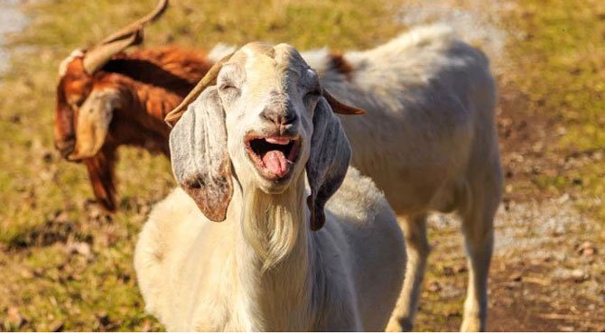 bakra.jpg