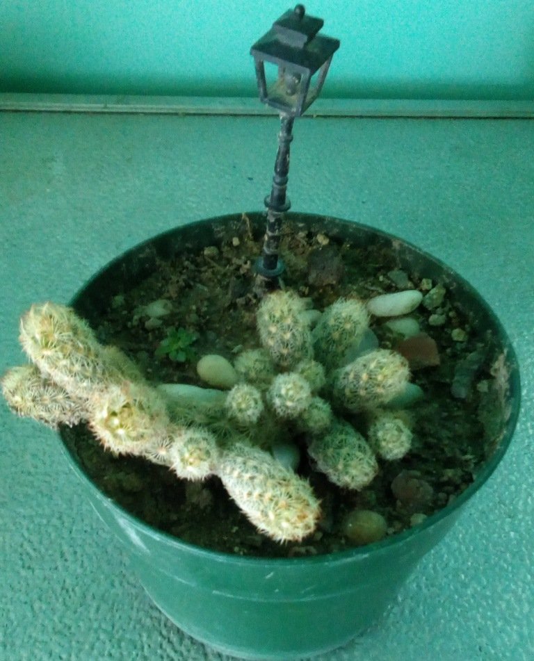 mammillaria elongata.jpg