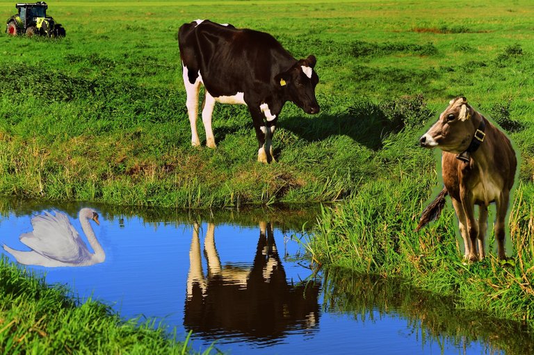 shaka cow bull swan2 tractor.jpg