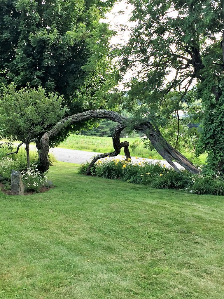 vista of fallen tree (2).JPG