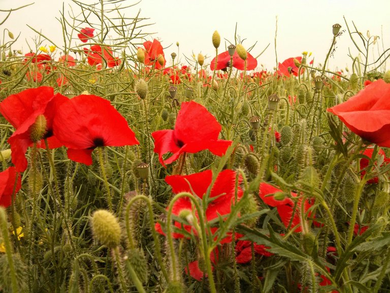 poppy field.jpg