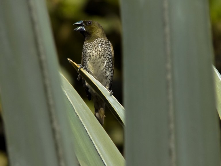 munia.jpg