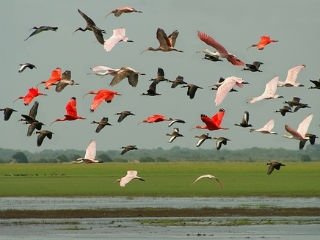 fauna de los llanos venezolanos.jpg