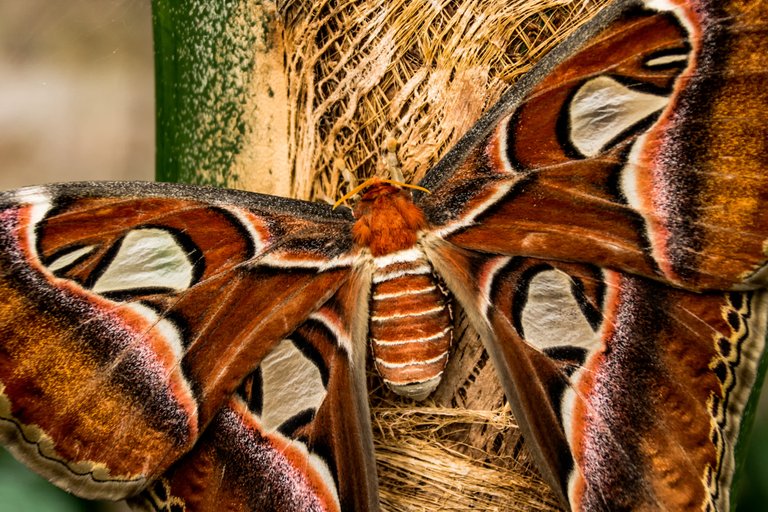 Atlas moth national botanic gardens - by steve j huggett (2).jpg