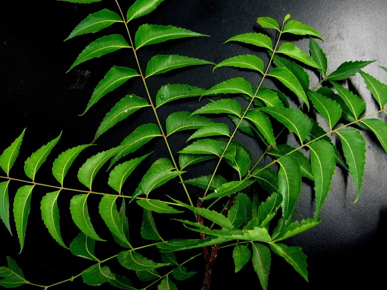 neem-leaves-651913_1920.jpg