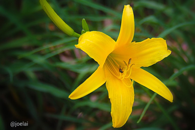 Yellow Flower.JPG