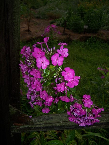 3rd fence - phlox in rain1 crop Aug. 2018.jpg