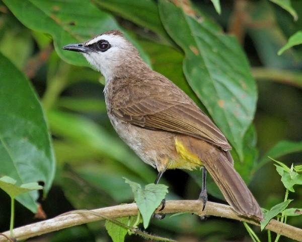 Harga-Burung-trucukan-baru.jpg