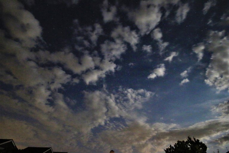 apple tree under the stars.jpg