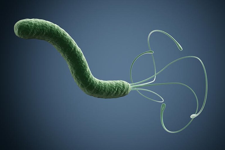 H. Pylori.jpg