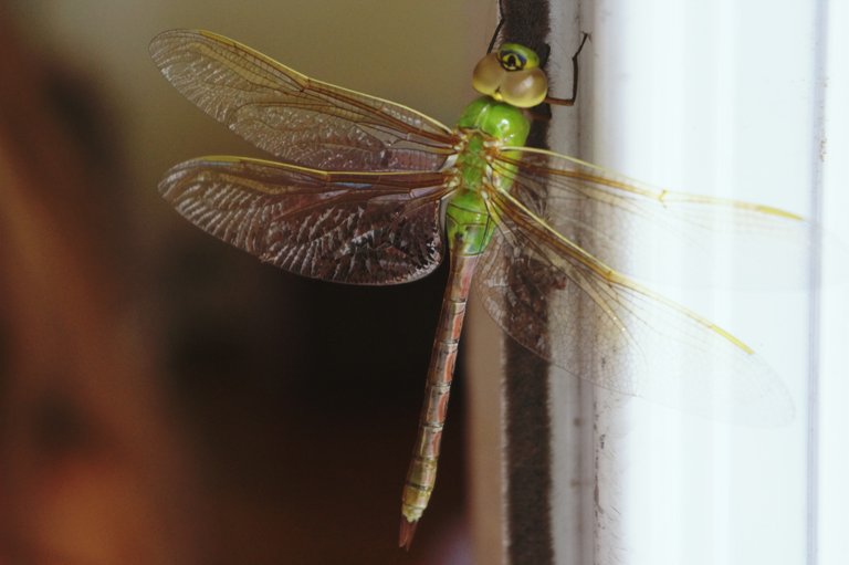 Dragonfly Olympia WA.jpg