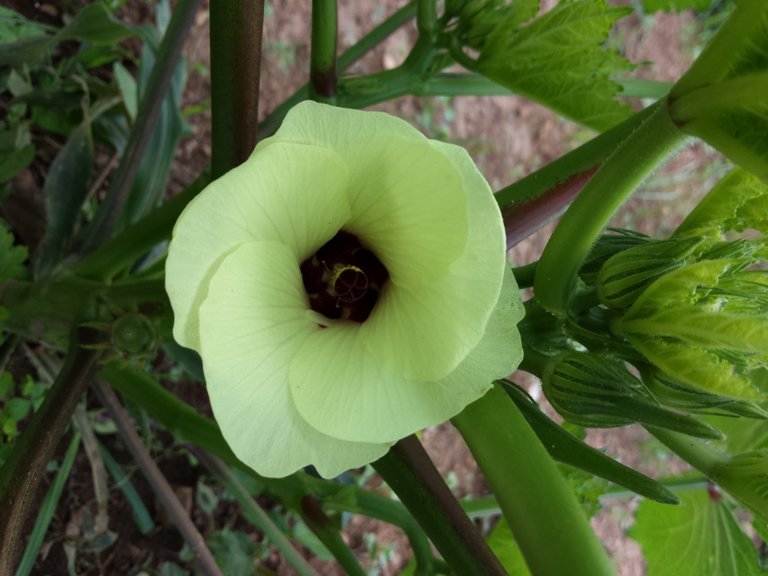 okra_bloom.jpg