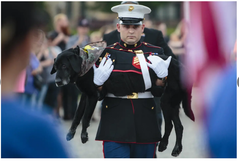 Marine Dog.PNG