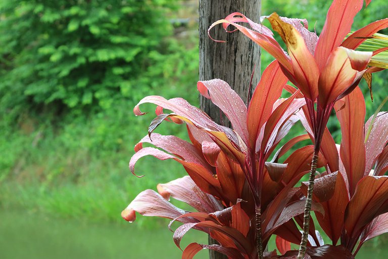 summer-rain-flowers-thailand.jpg