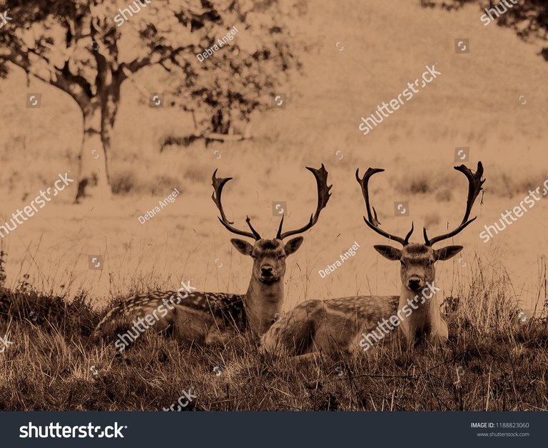 stock-photo-fallow-deer-buck-sepia-1188823060.jpg