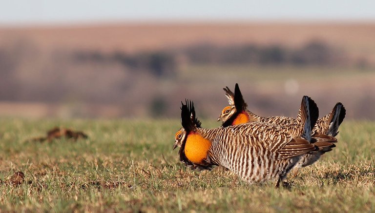 greater prairie chicken.jpg