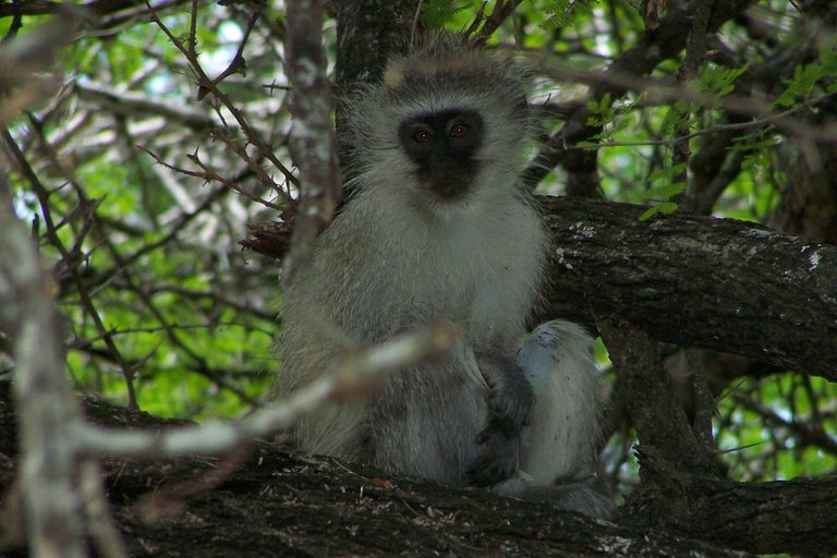 KNP Satara-Lower Sabi 2009 525.JPG