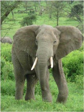 elefante.jpg