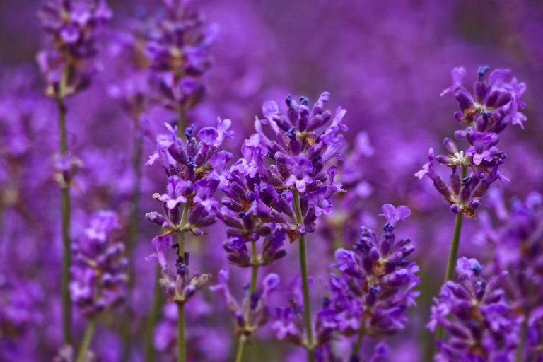 lavender-3462956_1920.jpg