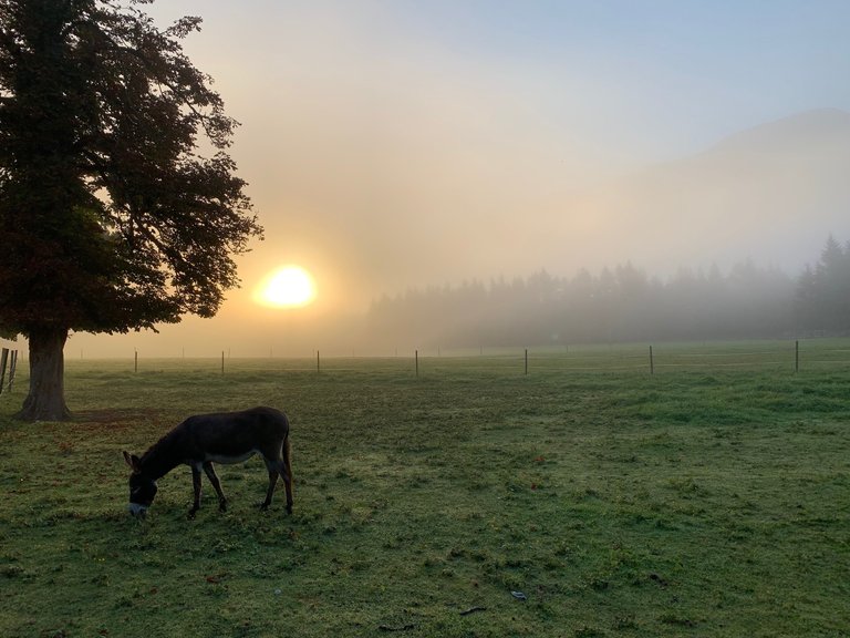 Schiederweiher4.jpg