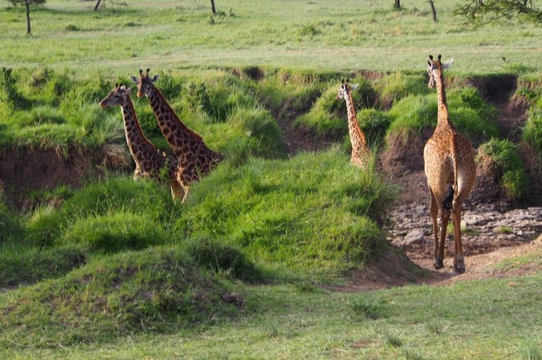 Maasai National Reserve51.jpg