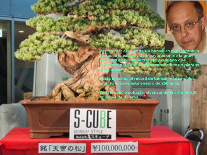 steemit-bonsai-record.png