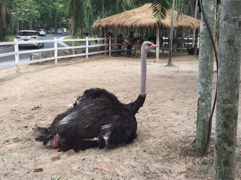 Khao Kheow Open Zoo30.jpg