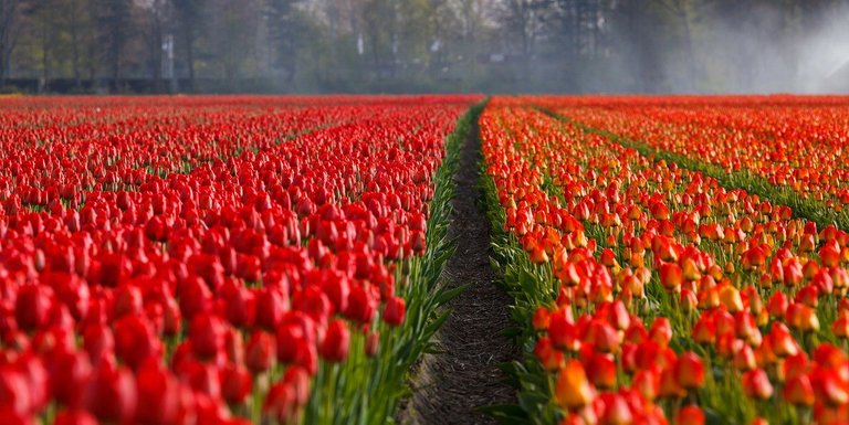 tulips-21690_1280.jpg