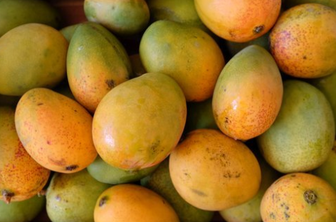 Mango Tree  Grafted — A Natural Farm.png