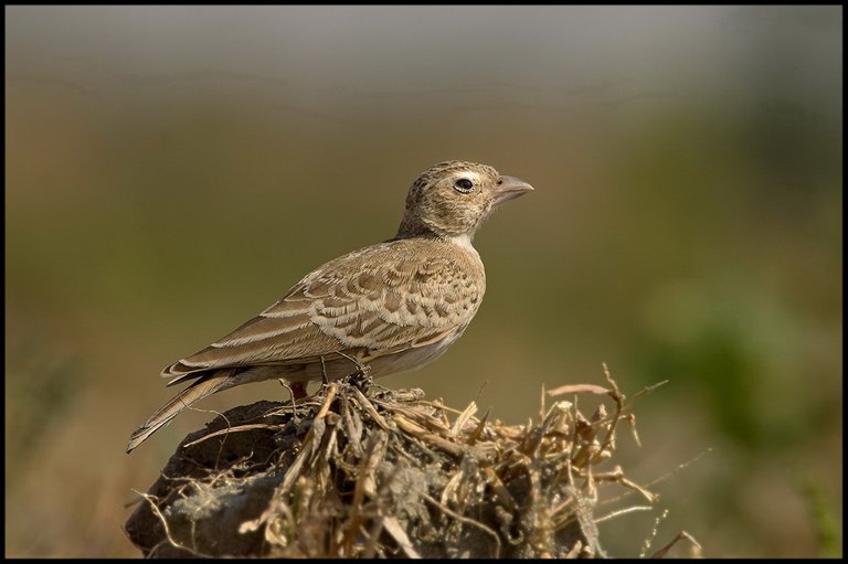 Ashy crowned sparrow lark female.jpg