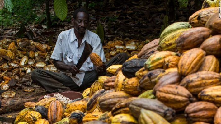 140213124214-cocoa-farm-worker-opening-cocoa-pods-horizontal-large-gallery.jpg.c.jpg