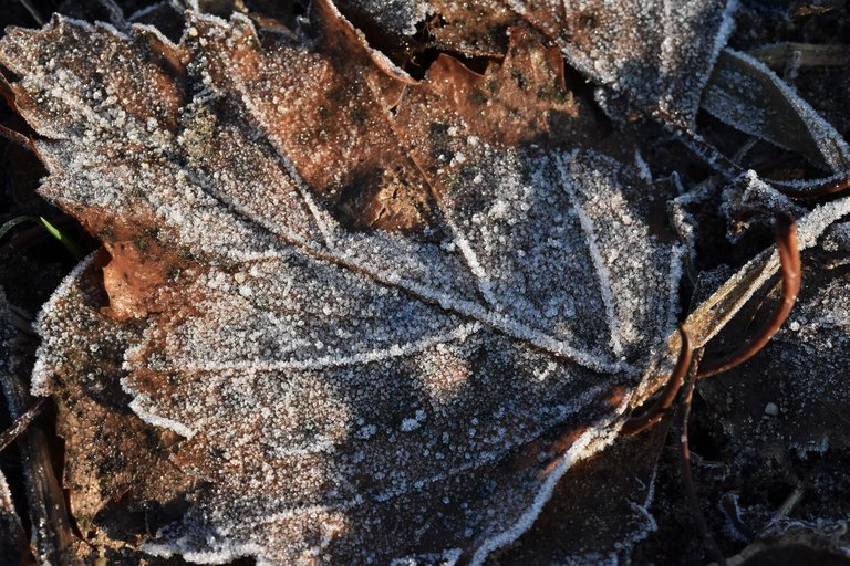 frost winter leaf.jpg