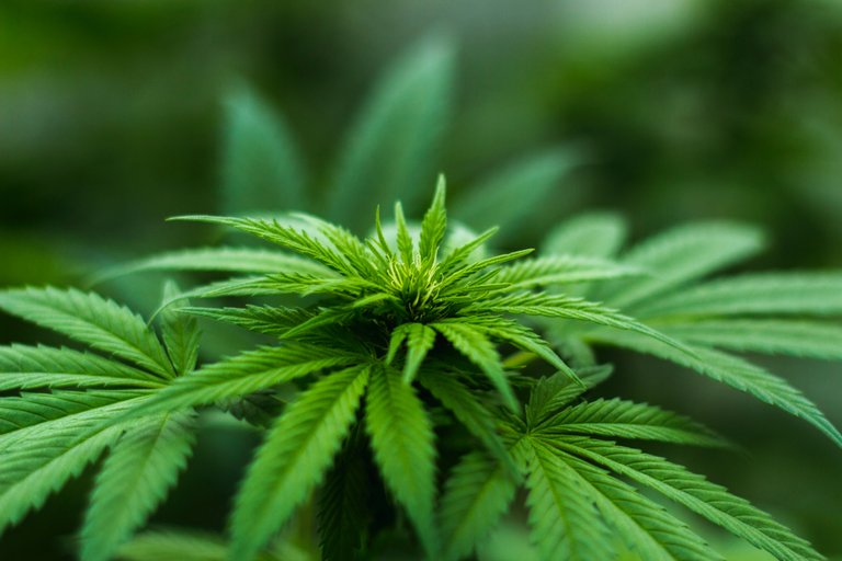 blur-cannabis-close-up-606506 (1).jpg