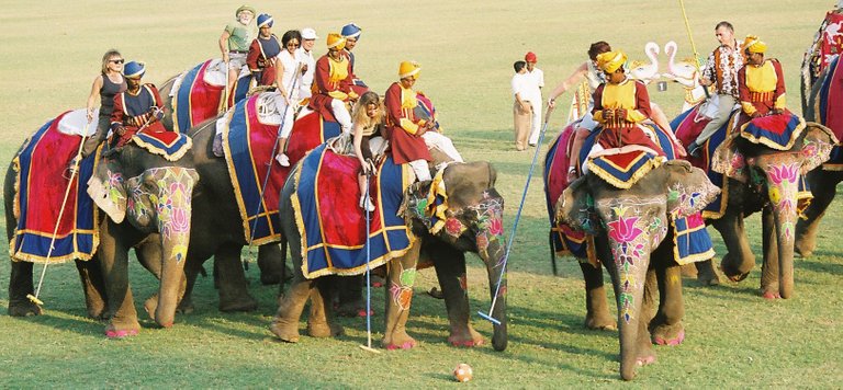 elephant-polo.jpg