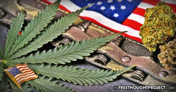 cannabis-vets-696x366.jpg