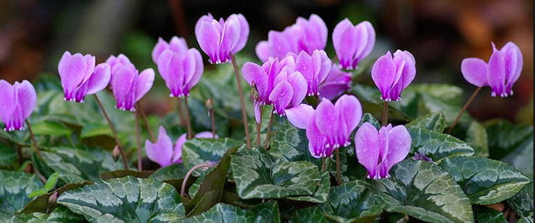 Cyclamen-Plants-Care-Growing-Garden-Cyclamen-Houseplants.jpg