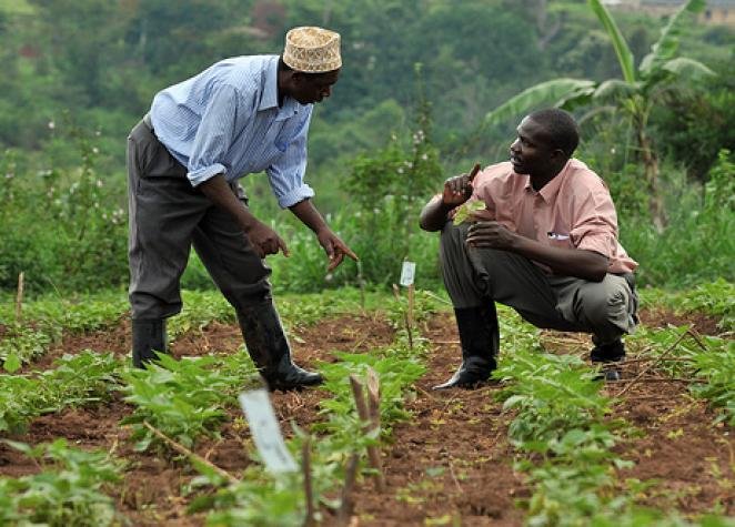 Nigerian-farmers-.jpg