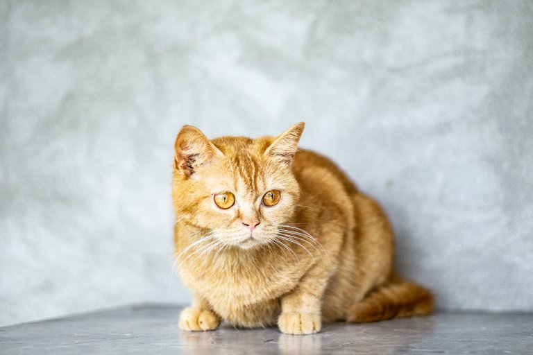 close-up-photo-of-orange-tabby-cat-2698526.jpg