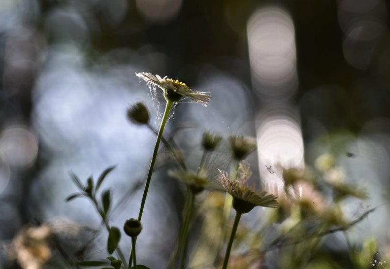 daisy spiderweb bokeh.jpg