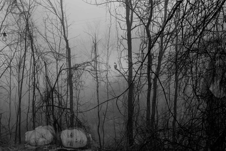 hawk-in-foggy-woods_4460x4460.jpg